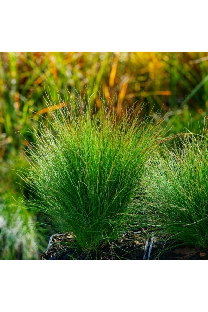 Декоративний злак Festuca glauca ‘Walberla’